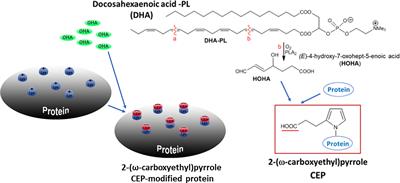 Modification of Extracellular Matrix by the Product of DHA Oxidation Switches Macrophage Adhesion Patterns and Promotes Retention of Macrophages During Chronic Inflammation